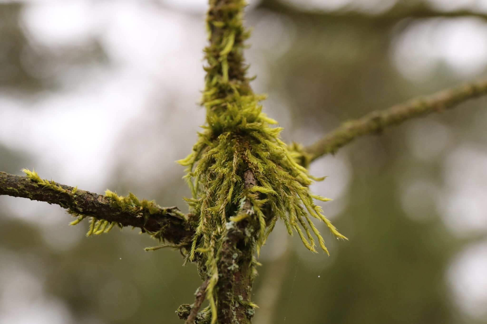 in der Heide – Foto