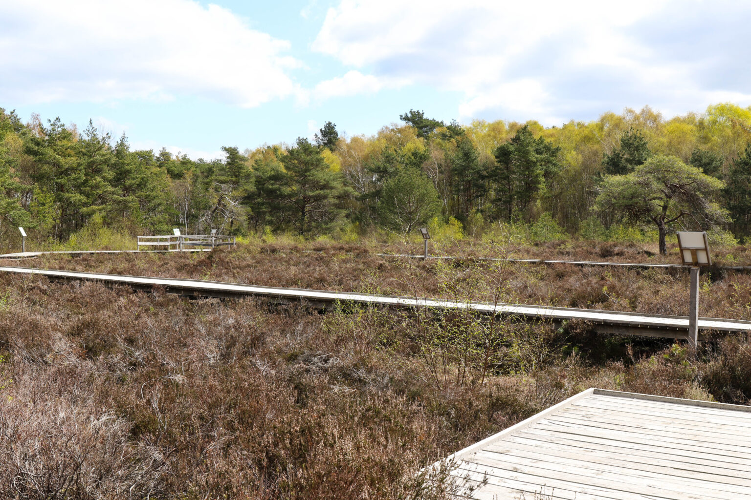 Altes Moor bei Mardorf am Steinhuder Meer Foto